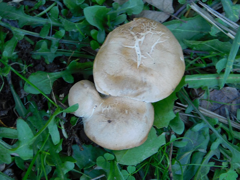 8 Fotogr.il 18.12.sotto Leccio